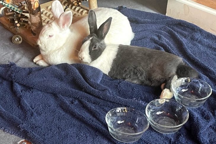 Rabbit Communication: Bunny Communication 101 | Small Pet Select