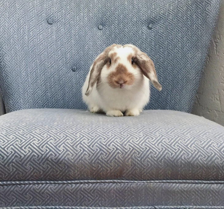 Rabbit Communication Bunny Communication 101 Small Pet Select