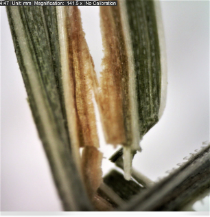 Competitor's hay under microscope