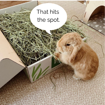 Baby lop eared bunny next to hay box