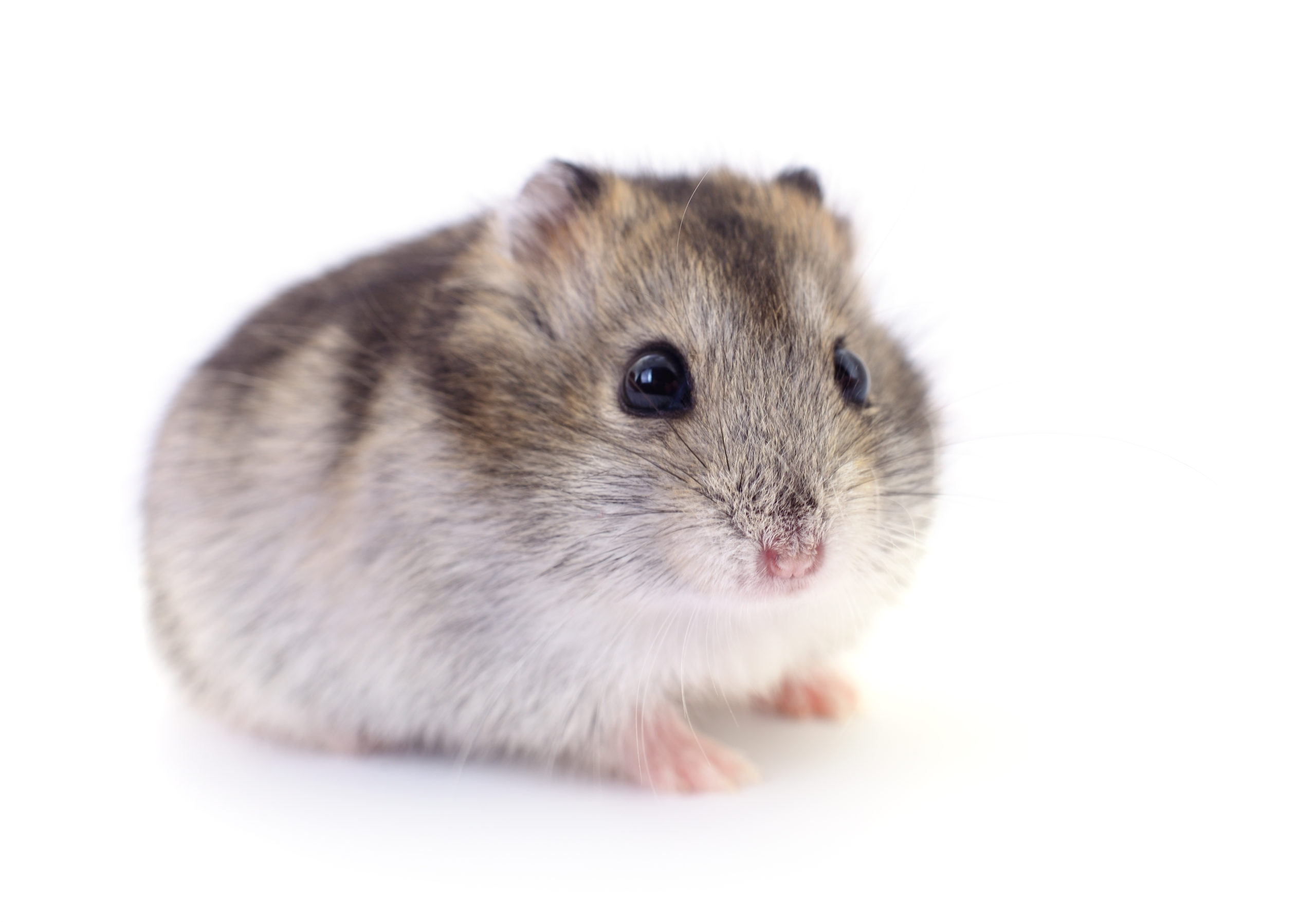 Battle of the Small Pets: Gerbil vs. Hamster - Which is the Best Pet for  You? - ESLBUZZ