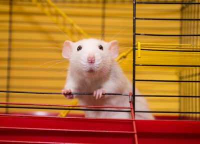 Keeping rats as pets... why are they so popular? | Small Pet Select