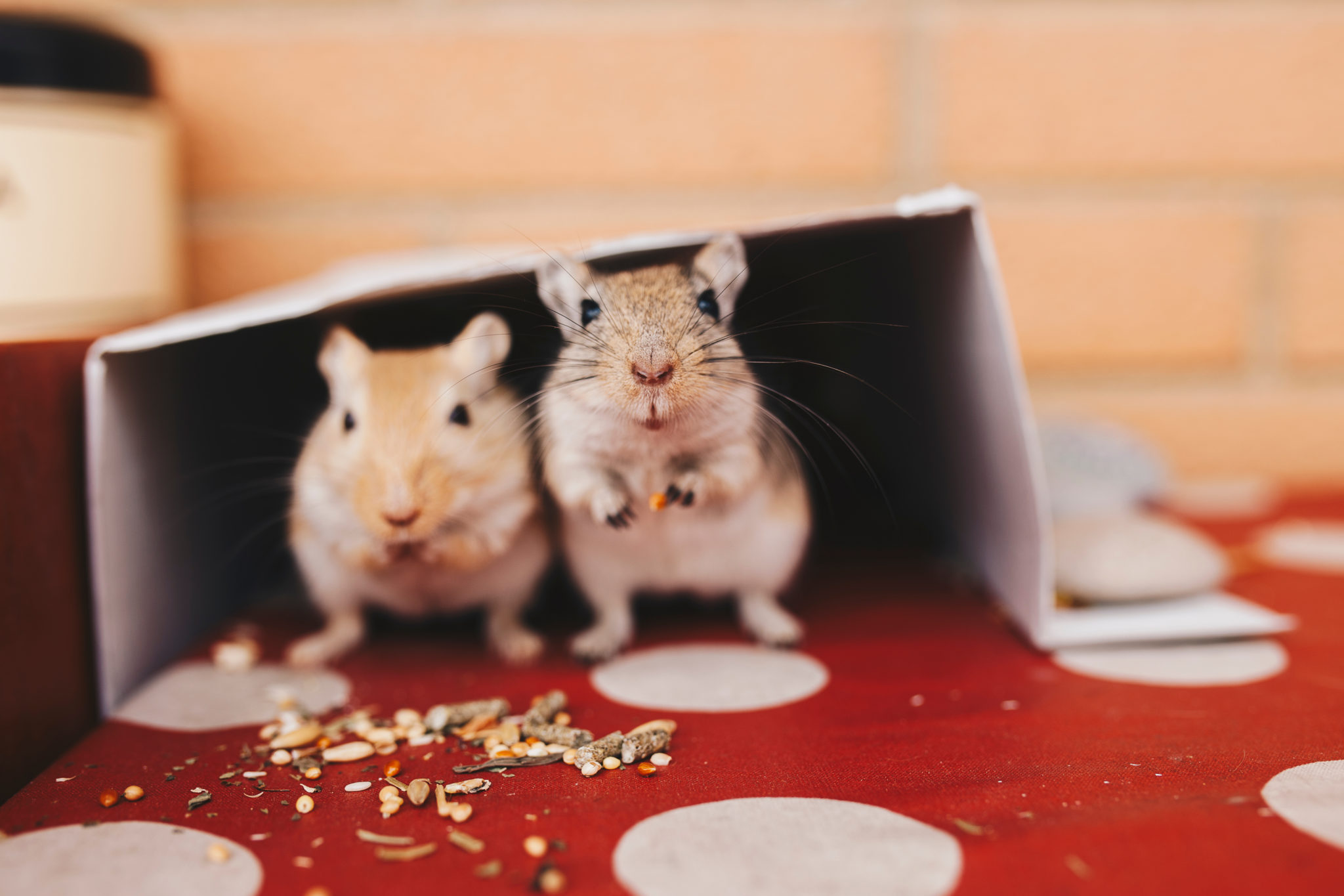 Gerbils vs. Hamsters as Pets How to Choose Small Pet Select