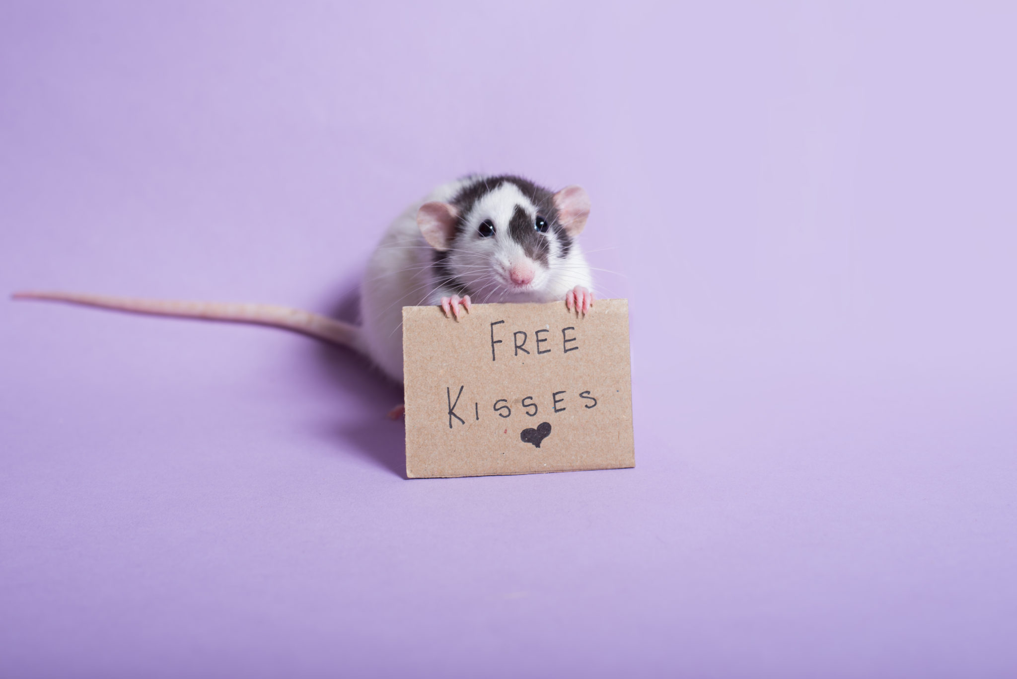 Keeping rats as pets... why are they so popular? Small Pet Select