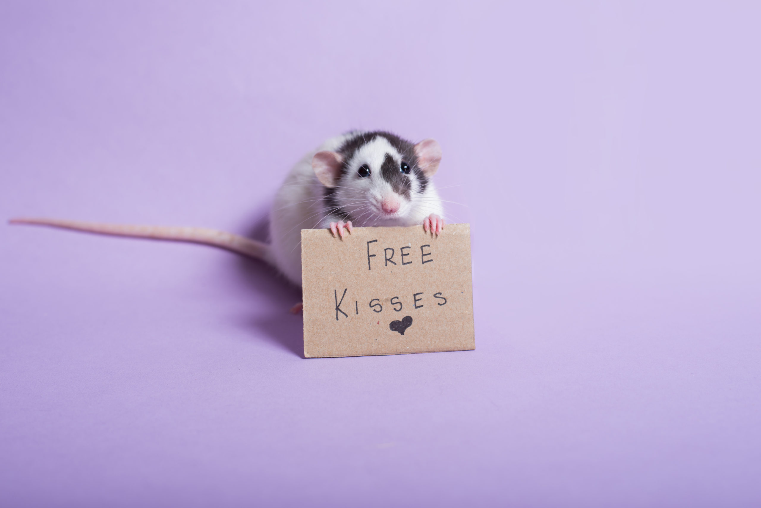 Rat,Holding,Sign,Free,Kisses.,