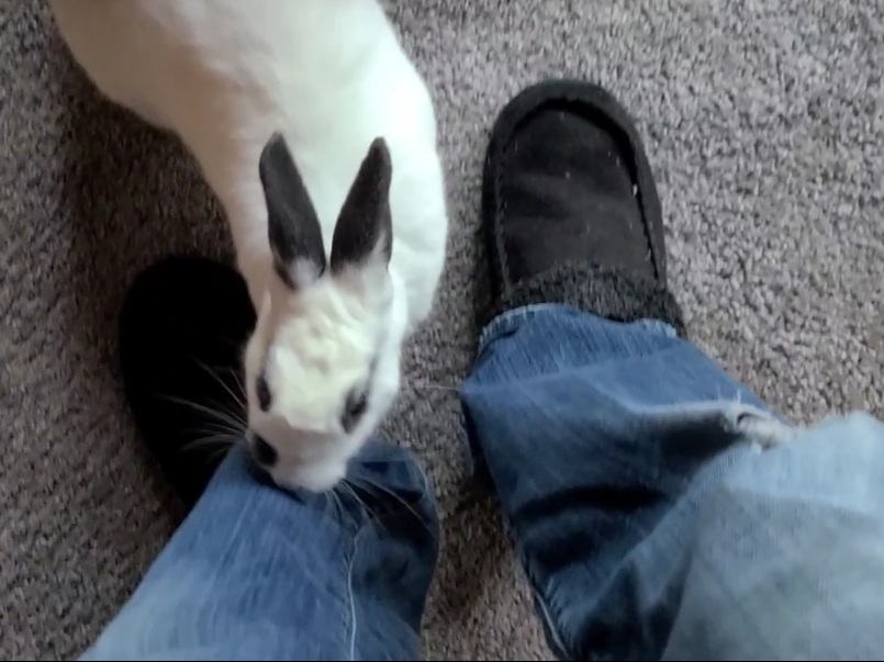 Bentley attacks Dad when he smells other bunnies on him!