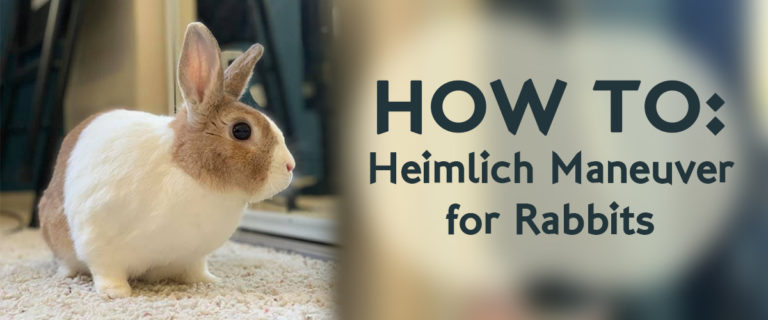 How to: Heimlich maneuver for rabbits