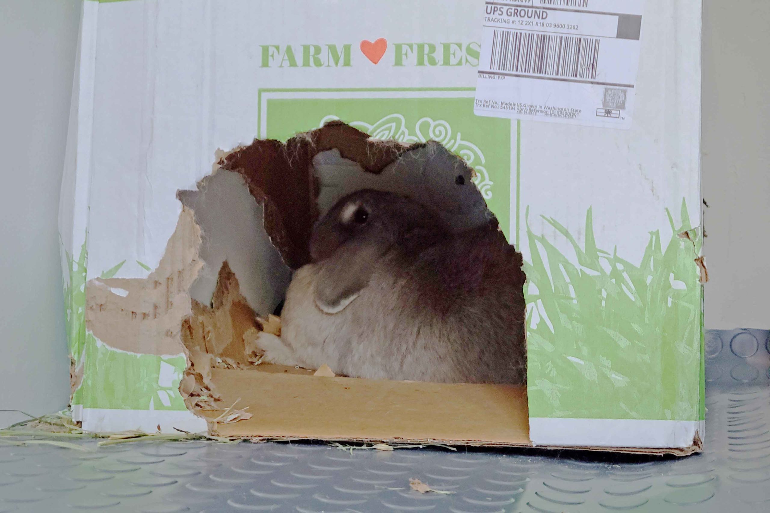 Hobo's hobby is modifying a Small Pet Select hay box. 