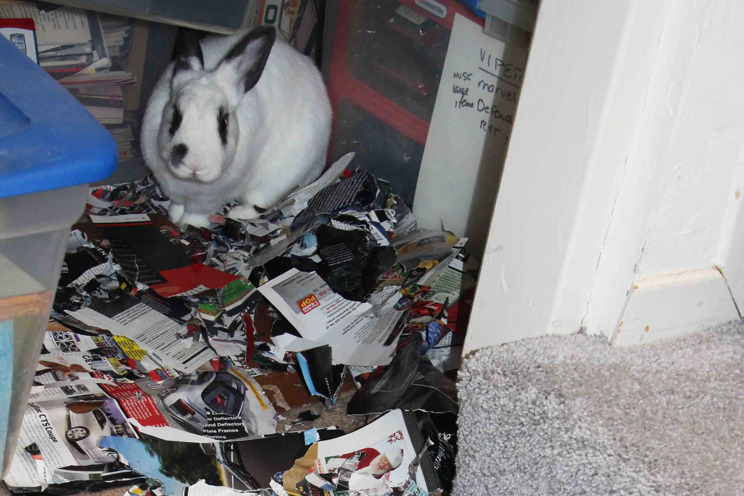 Bentley's hobby is digging through and ripping up magazines in his closet burrow.