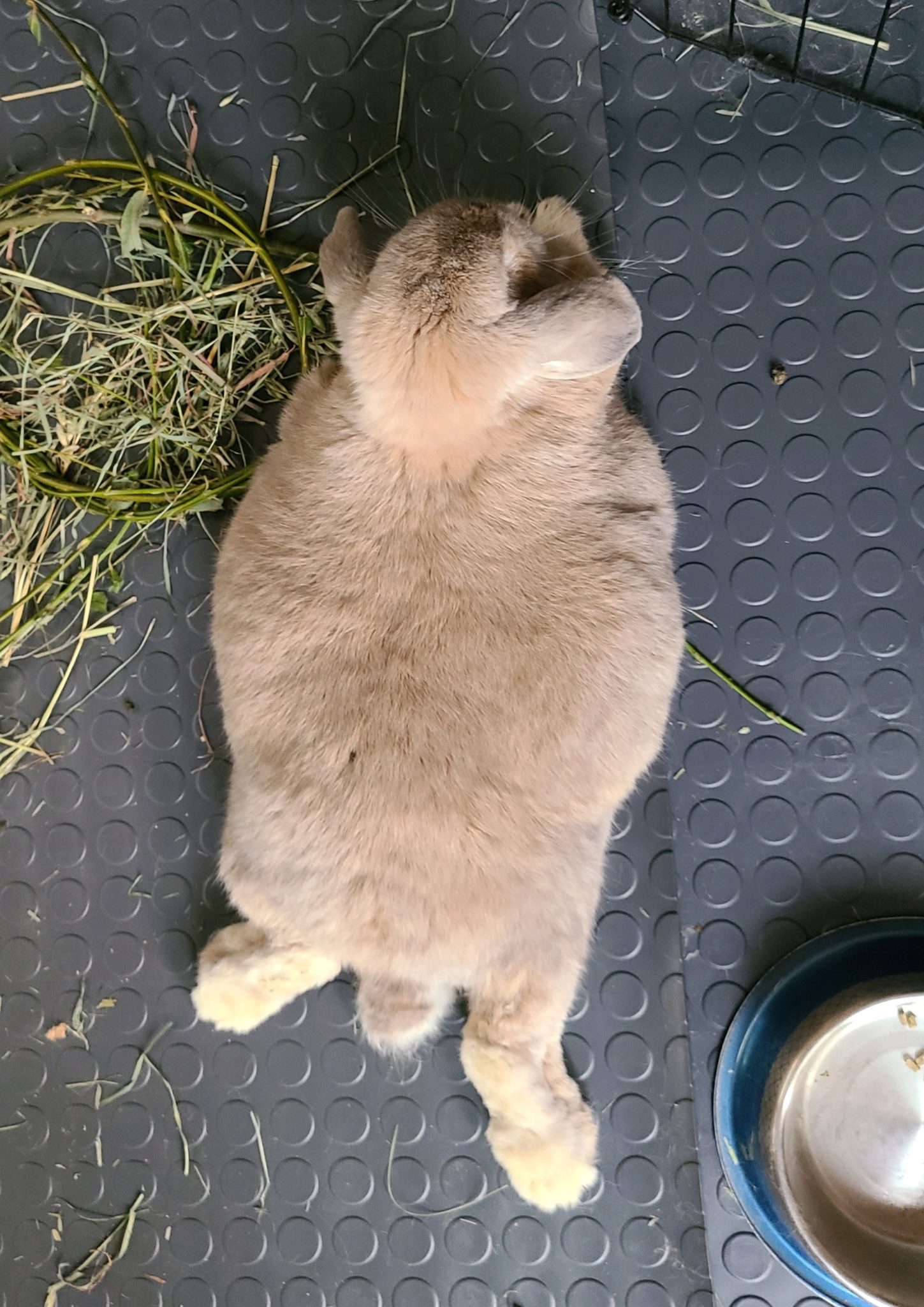 Is my rabbit fit? Is my rabbit fat? How to check. Small Pet Select