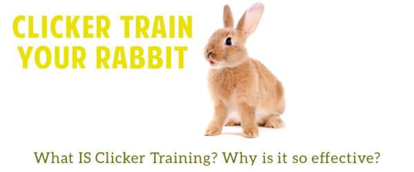 Clicker train your rabbit