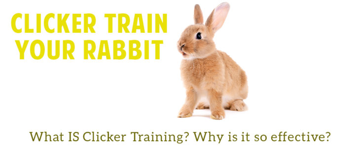 House Rabbit Clicker Training: Why Teach Your Bun? | Small Pet Select