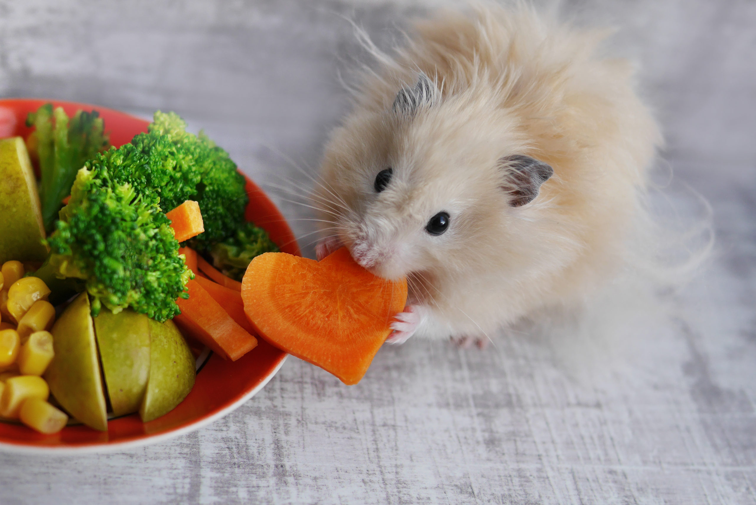 Hamsters And Carrots Do Hamsters Really Eat Carrots PlantHD