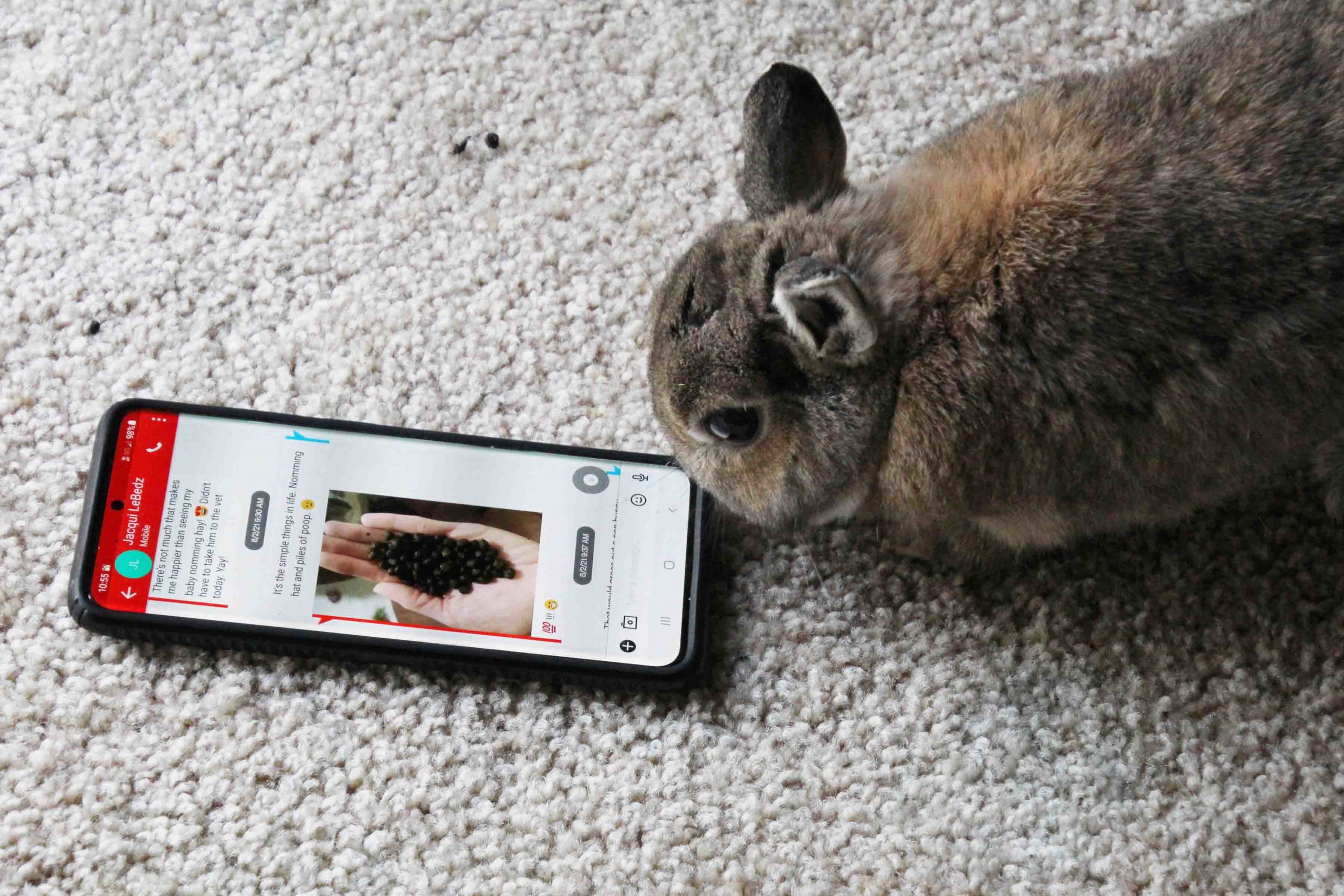 Abigail isn't sure what to think when she sees rabbit poop pictures on Dad's phone. 