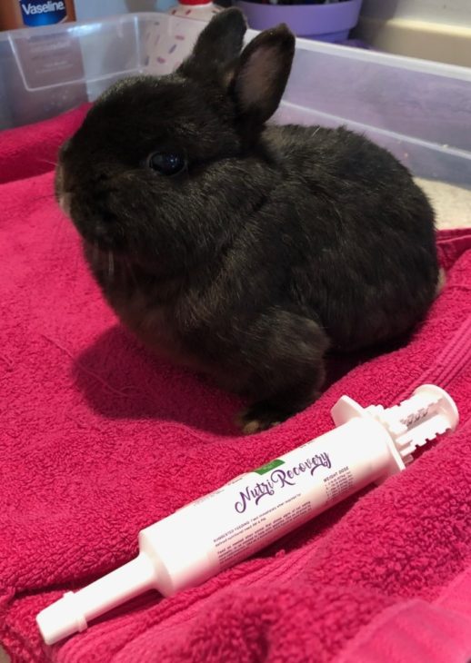 September 25, 2021 WCGIFT Small Pet Select