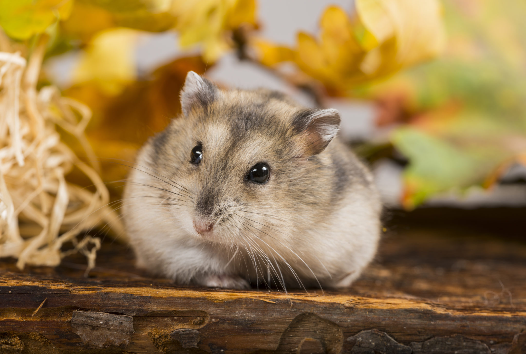 Health Emergency Wet Tail Disease in Hamsters Small Pet Select
