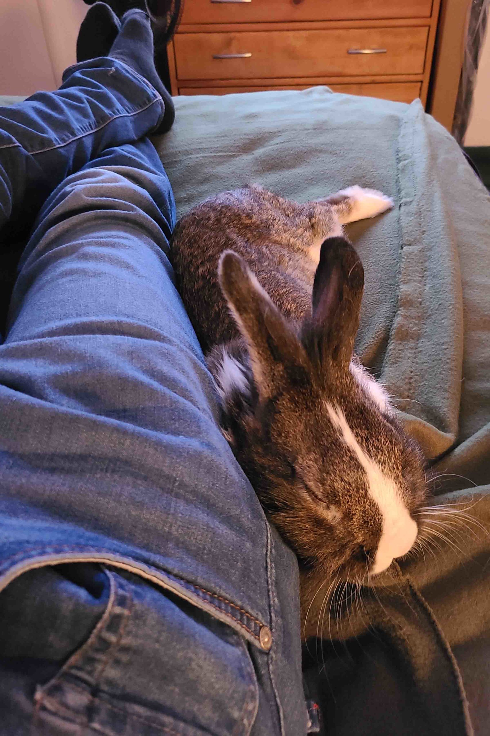 Ezno tries his best to be a foster fail by snuggling up to Dad. 