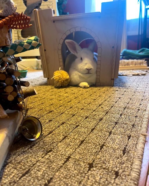Sunny bunny in her she shed