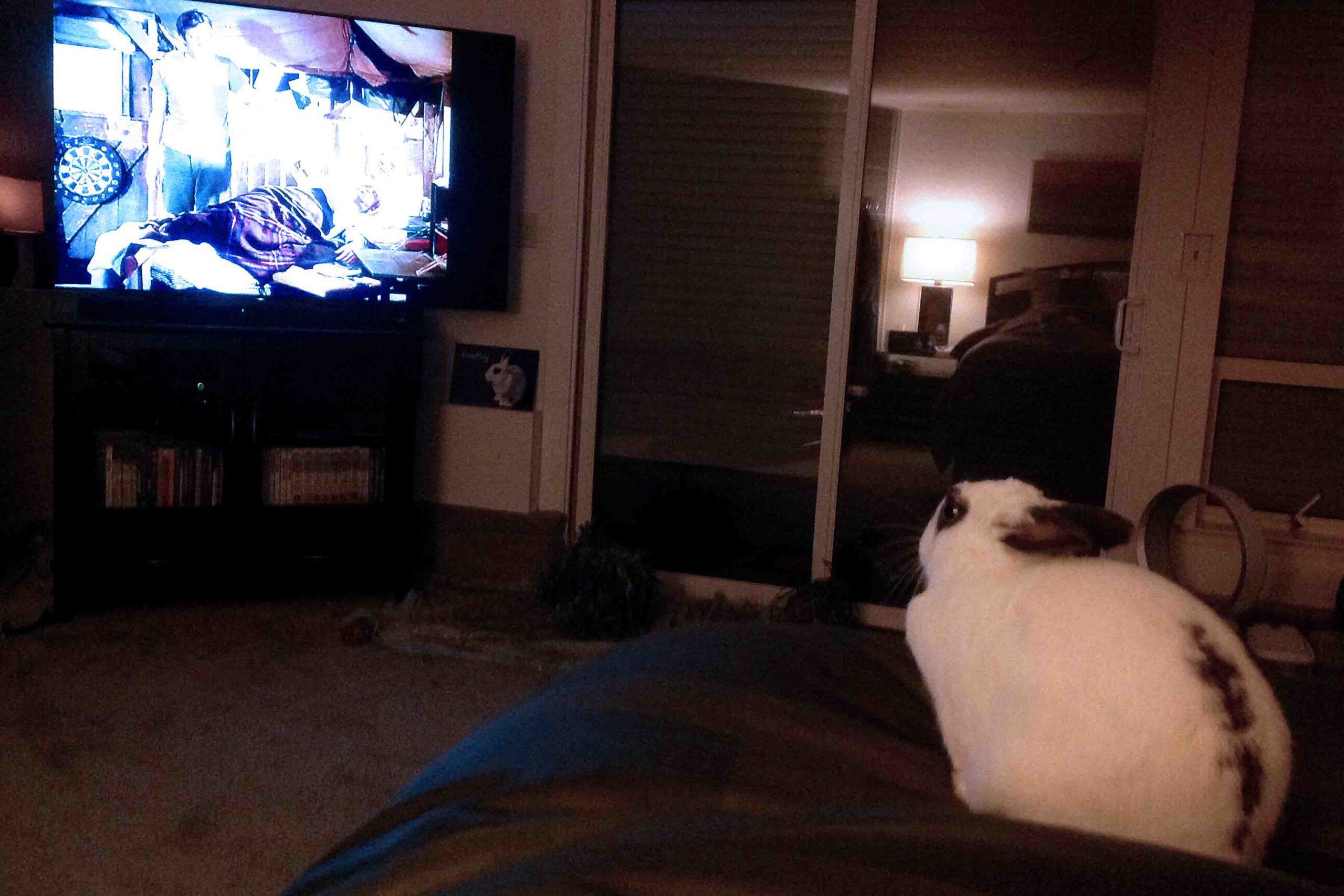 Bentley tries to please Dad by watching TV with him on the bed. 