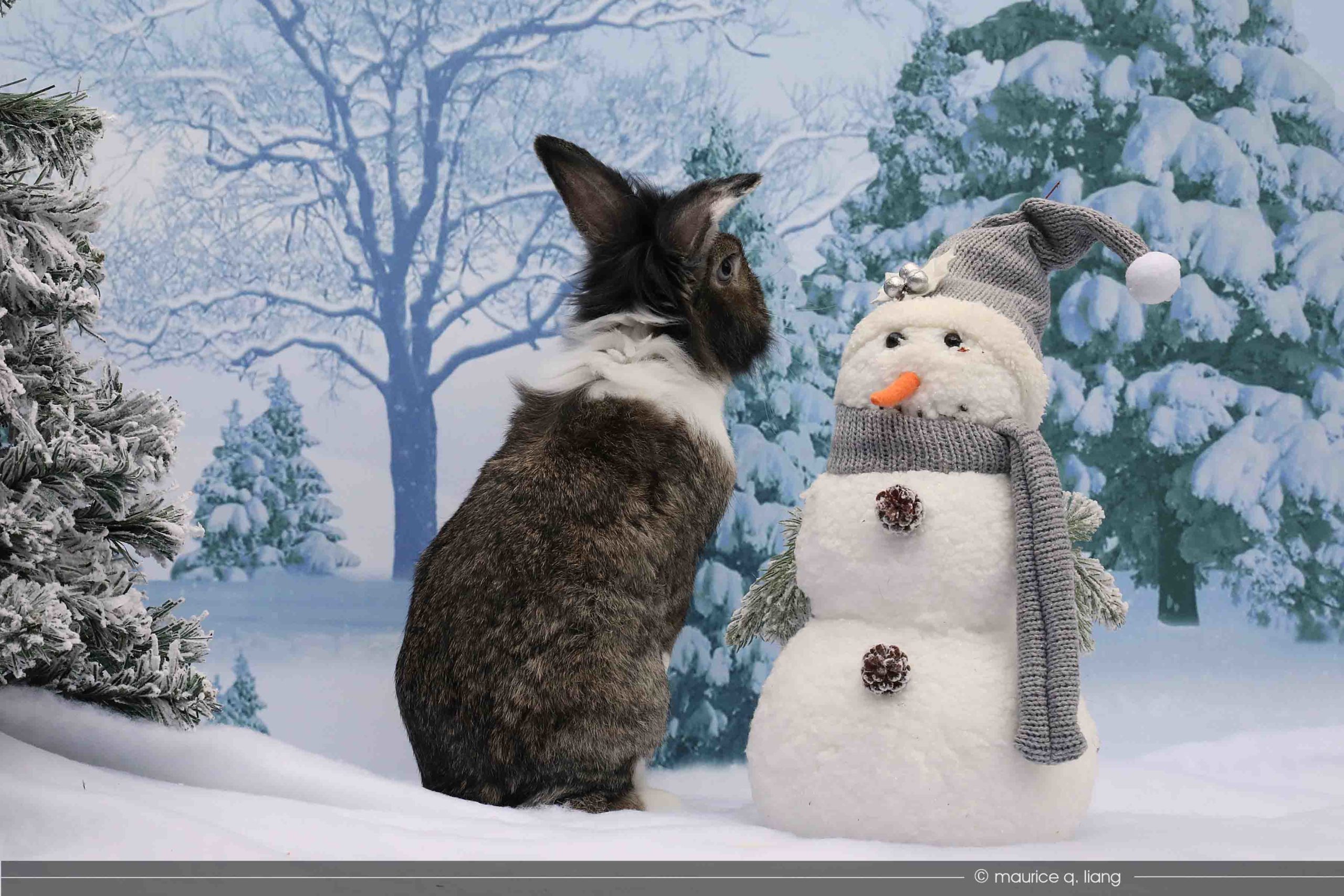 Enzo is curious about the snowman's carrot nose.