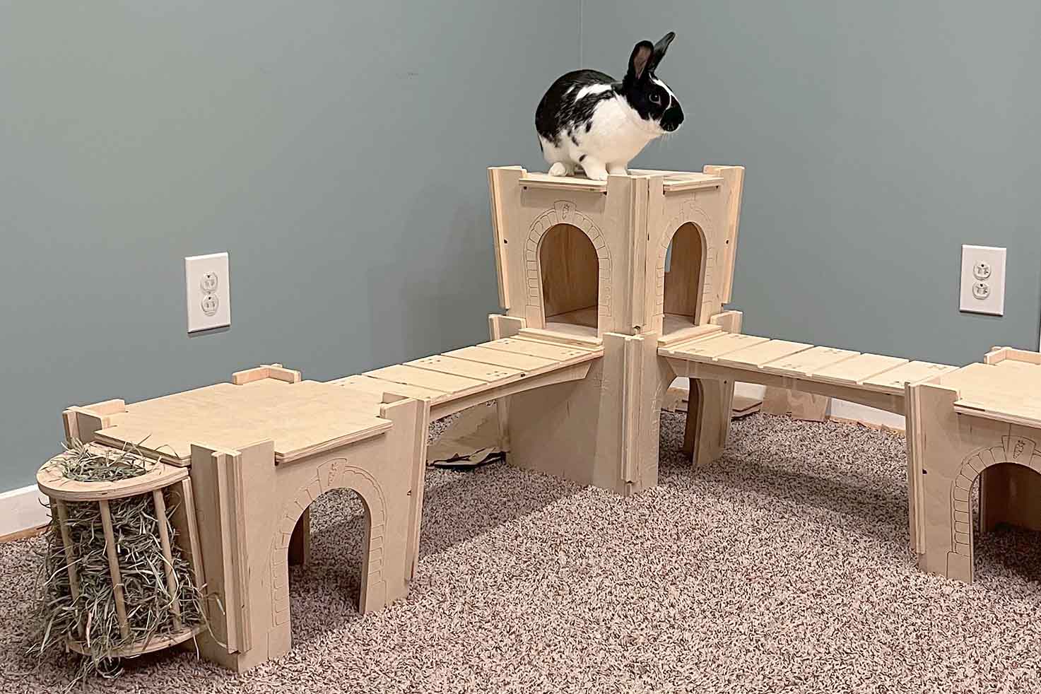 Oreo the bunny rabbit is king of his castle