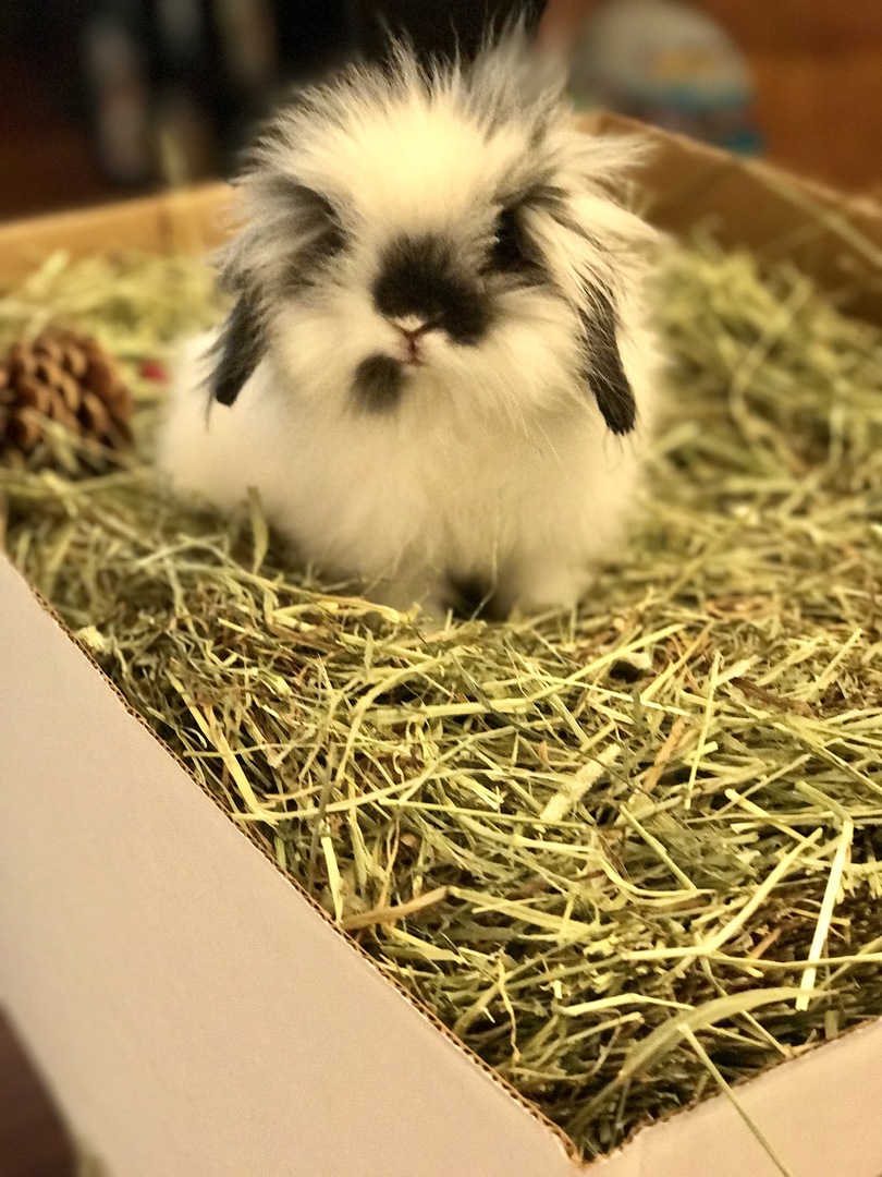 Rabbit sitting in Gourmet Hay Box