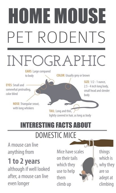 Mice infographic