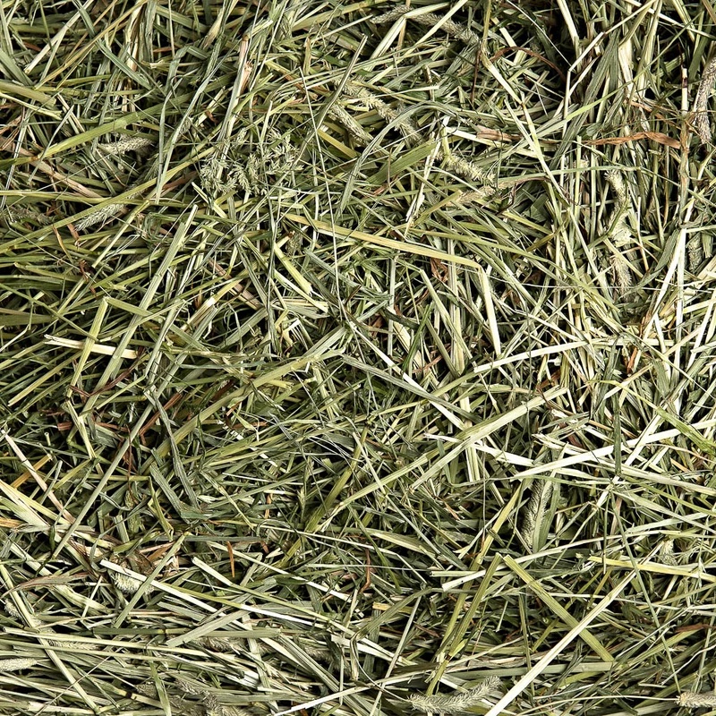 1st cut timothy hay