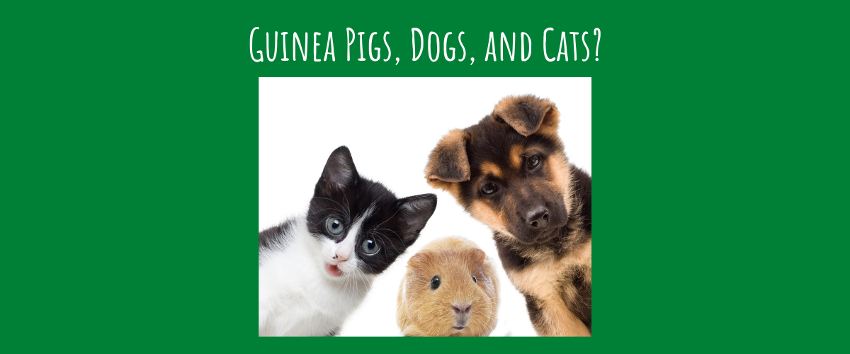 guinea-pigs-dogs-and-cats-good-idea-small-pet-select