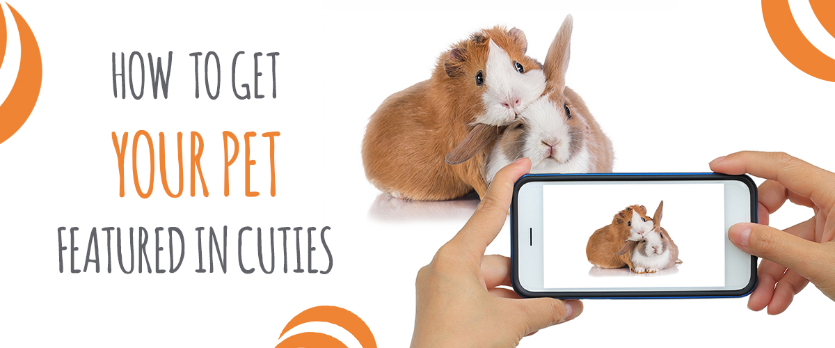 How to get your pet featured in cuties