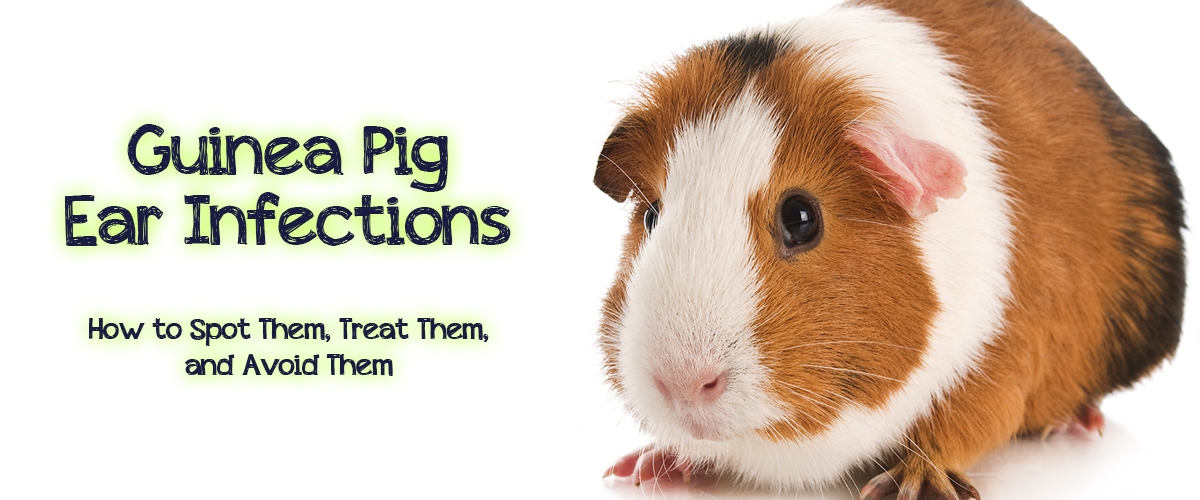 How To Treat Ear Infection In Guinea Pigs