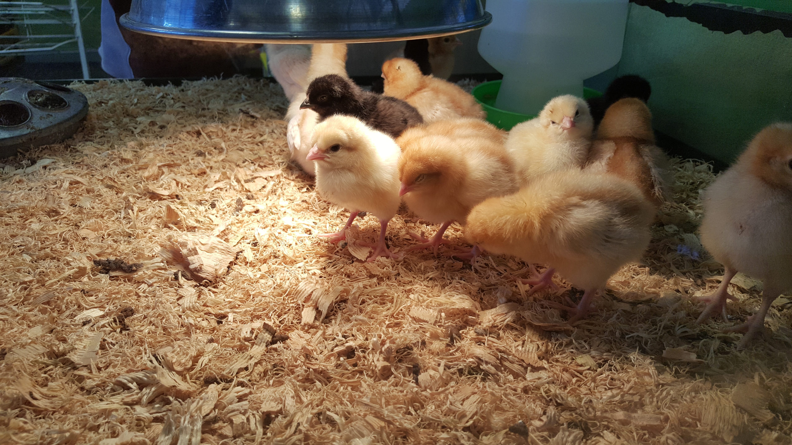 Baby chicks under heat lamp
