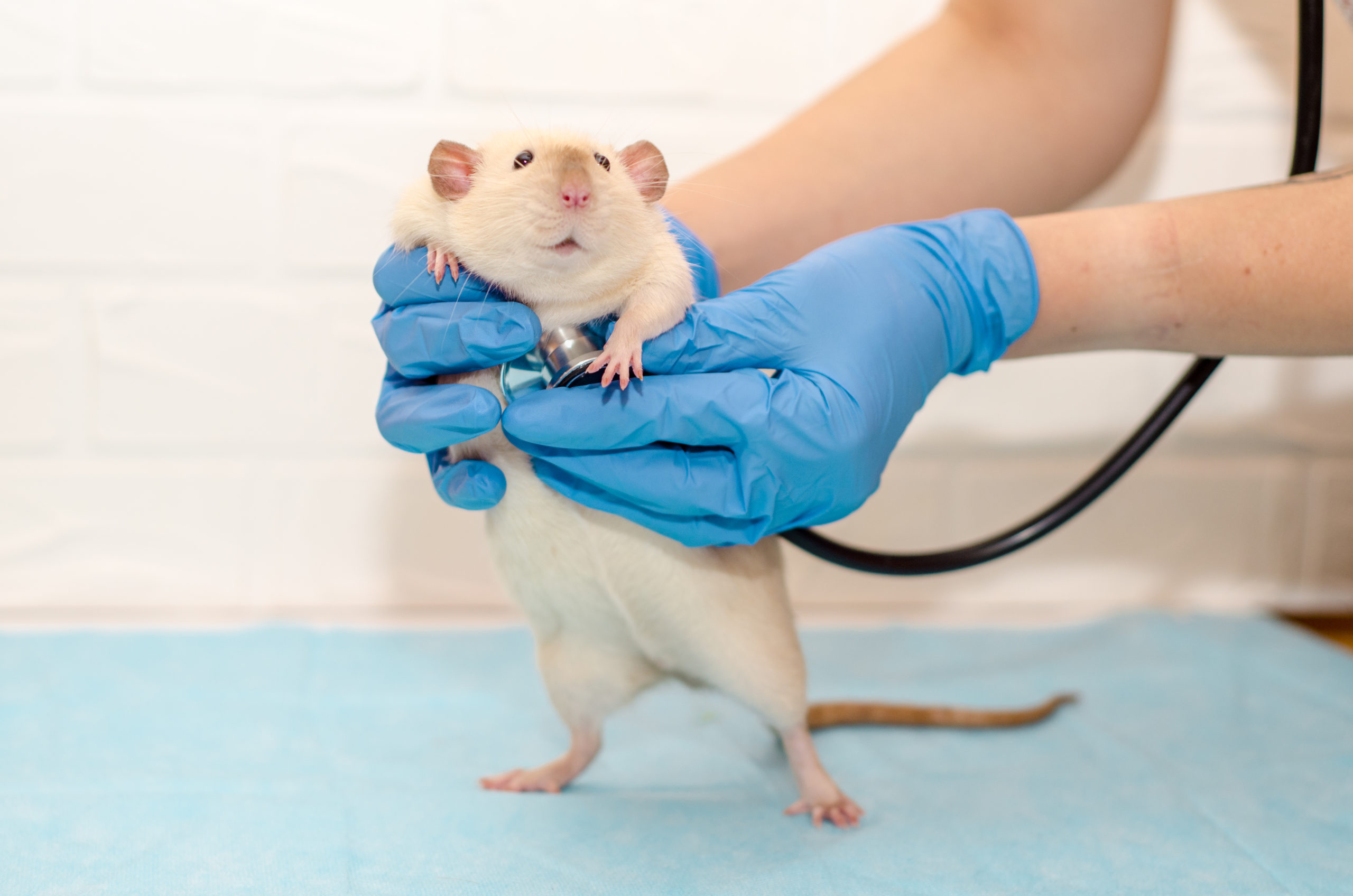 Rat at the vet