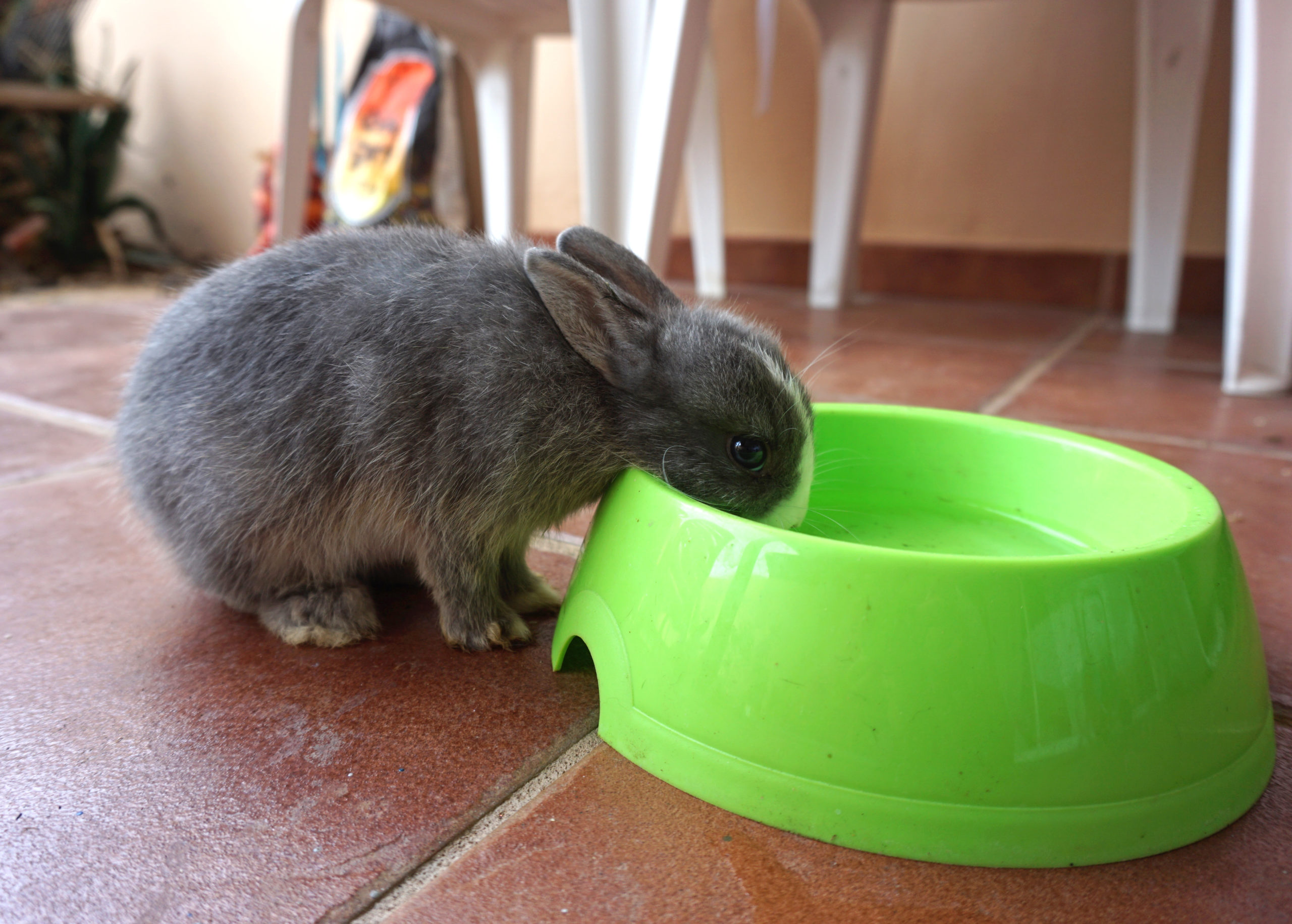 Rabbit drinking water out of a bowl