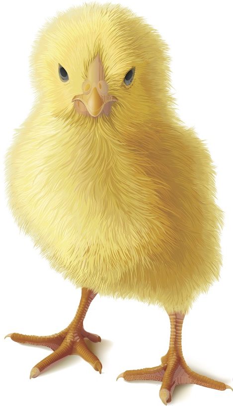 Healthy baby chick