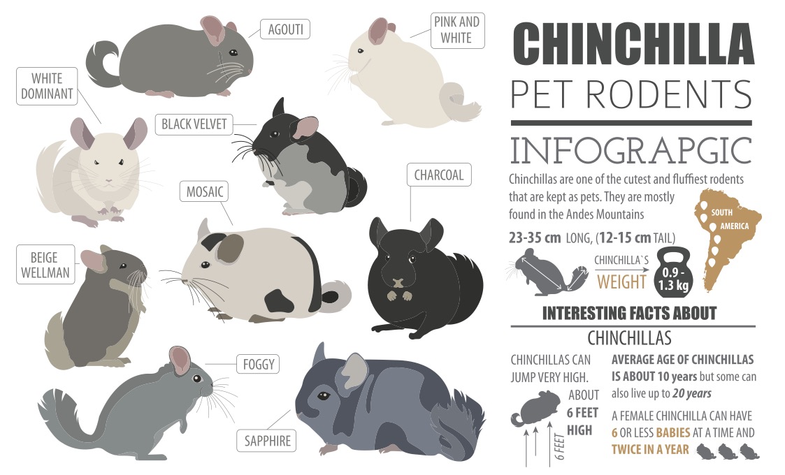 Chinchilla infographic