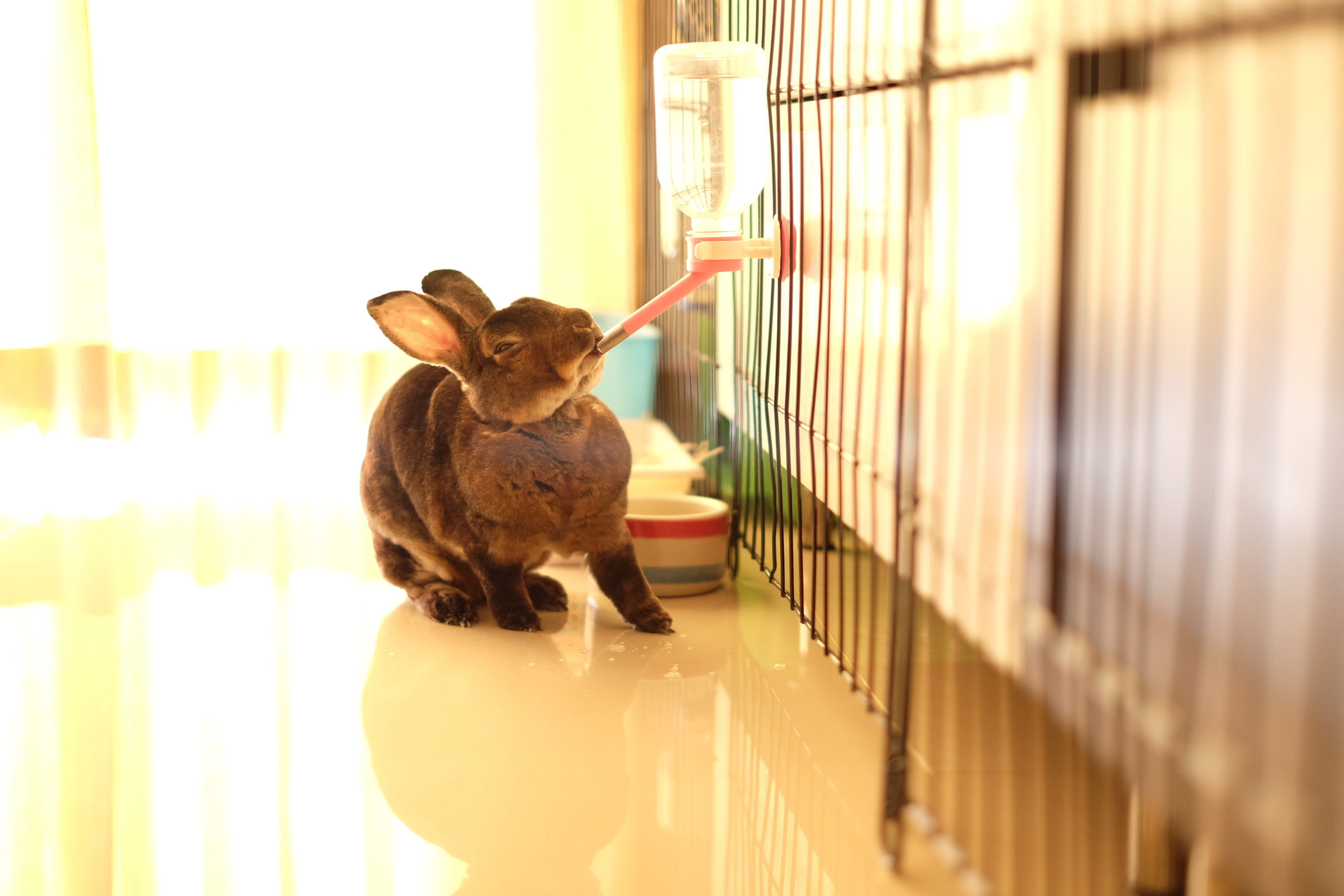 Rabbit drinking water out of a bottle