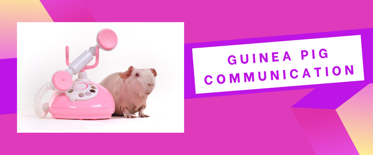 guinea-pig-communication-what-s-your-cavy-saying-small-pet-select