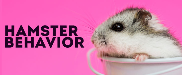 Hamster Behavior: What Are They Trying To Tell You? | Small Pet Select