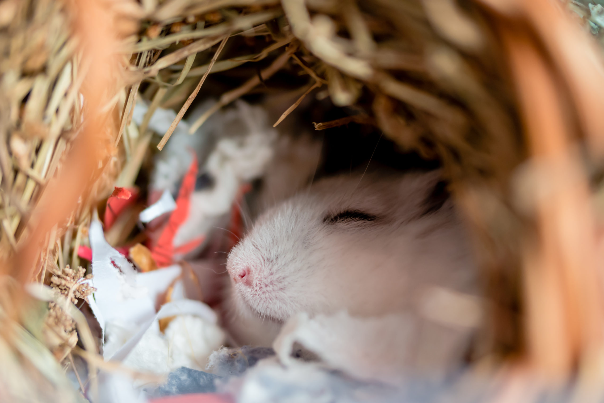 Napping hamster