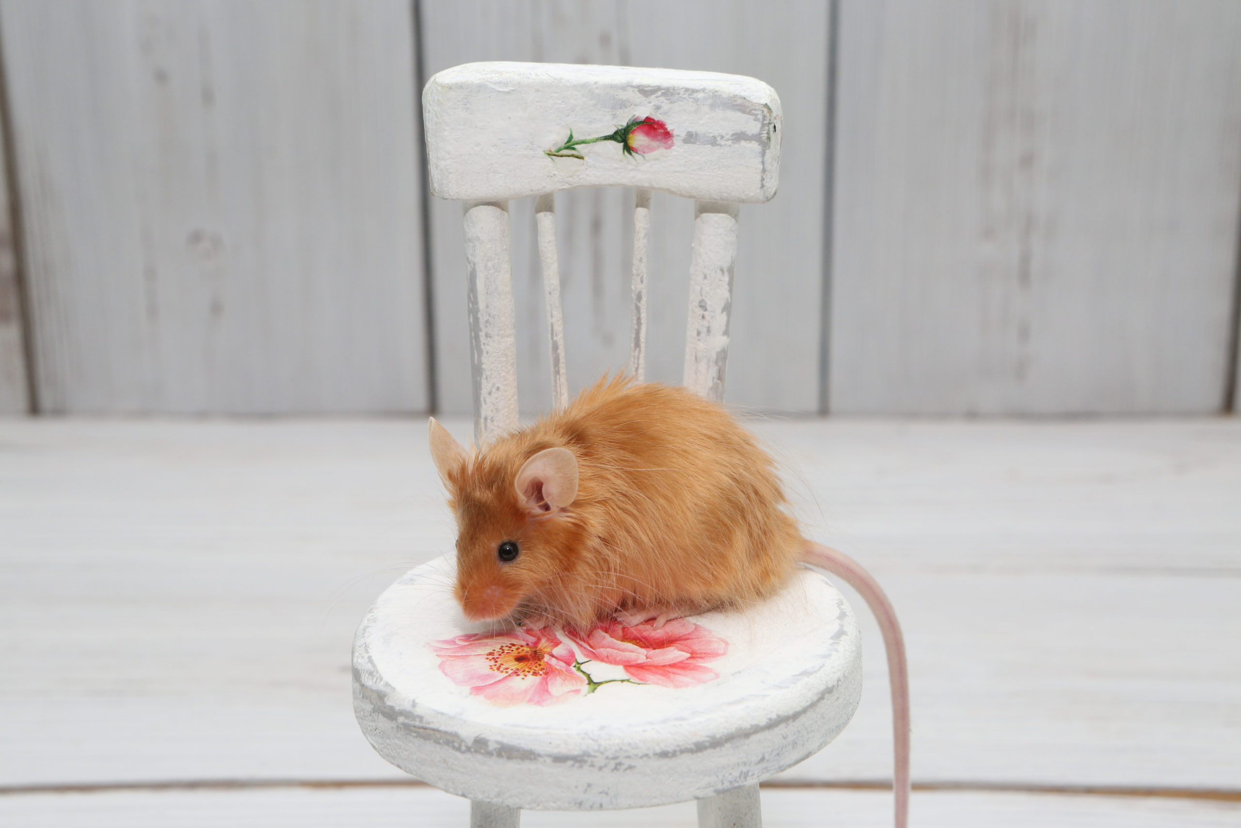 Mouse on a chair