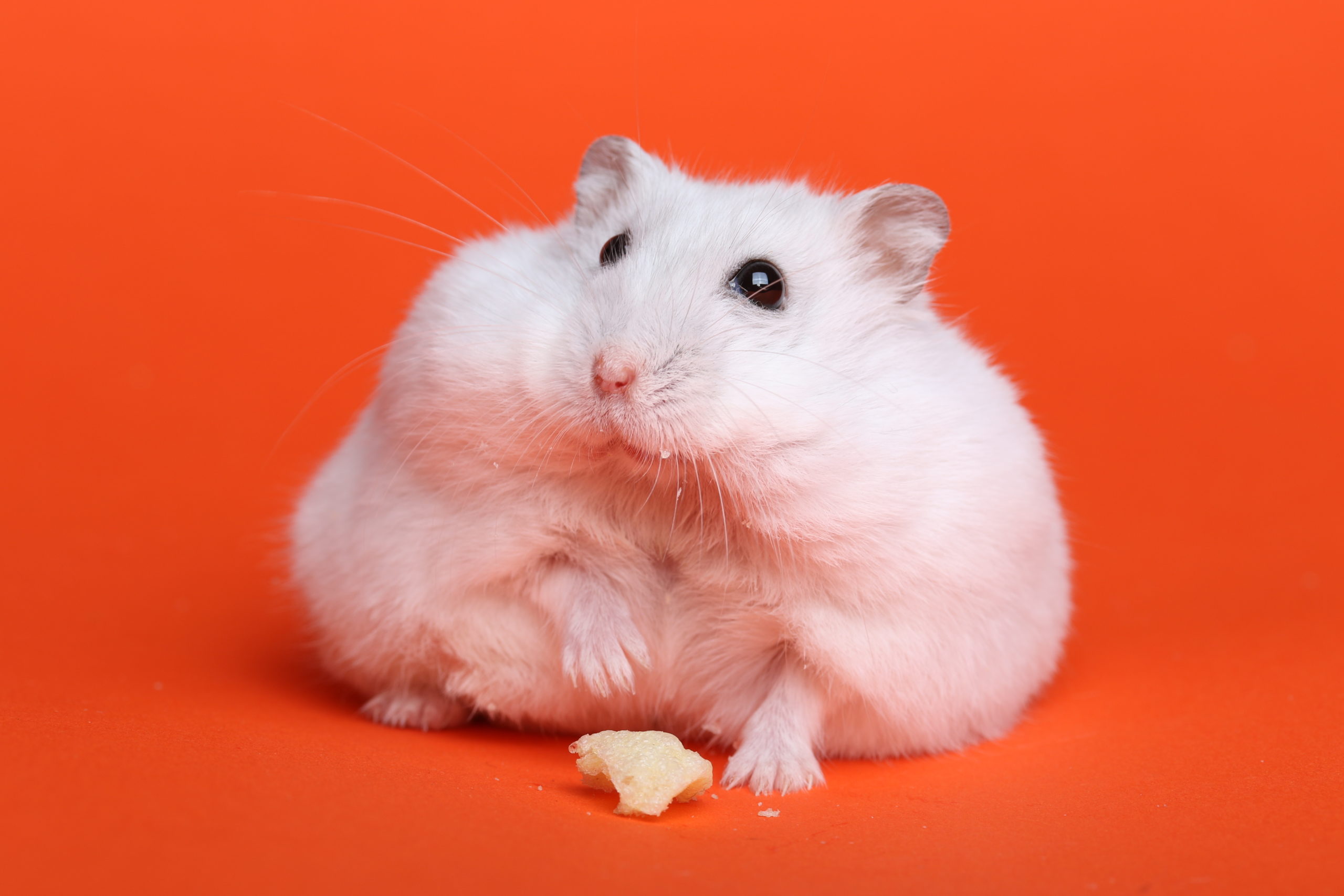 Hamster with stuffed cheeks