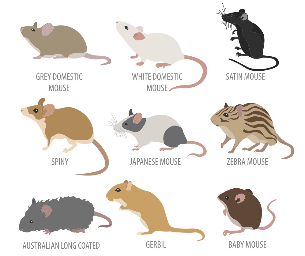 Mouse breeds
