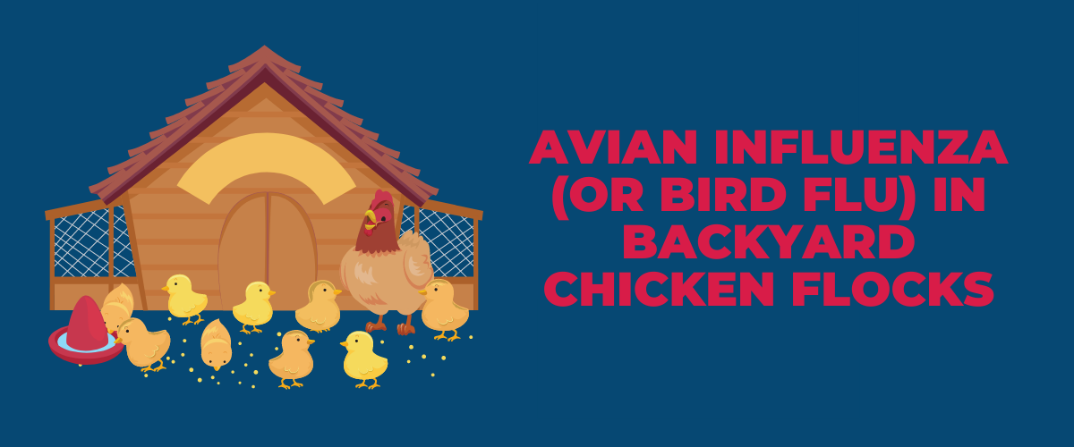 Avian Influenza (or Bird Flu) in Backyard Chicken Flocks Small Pet Select