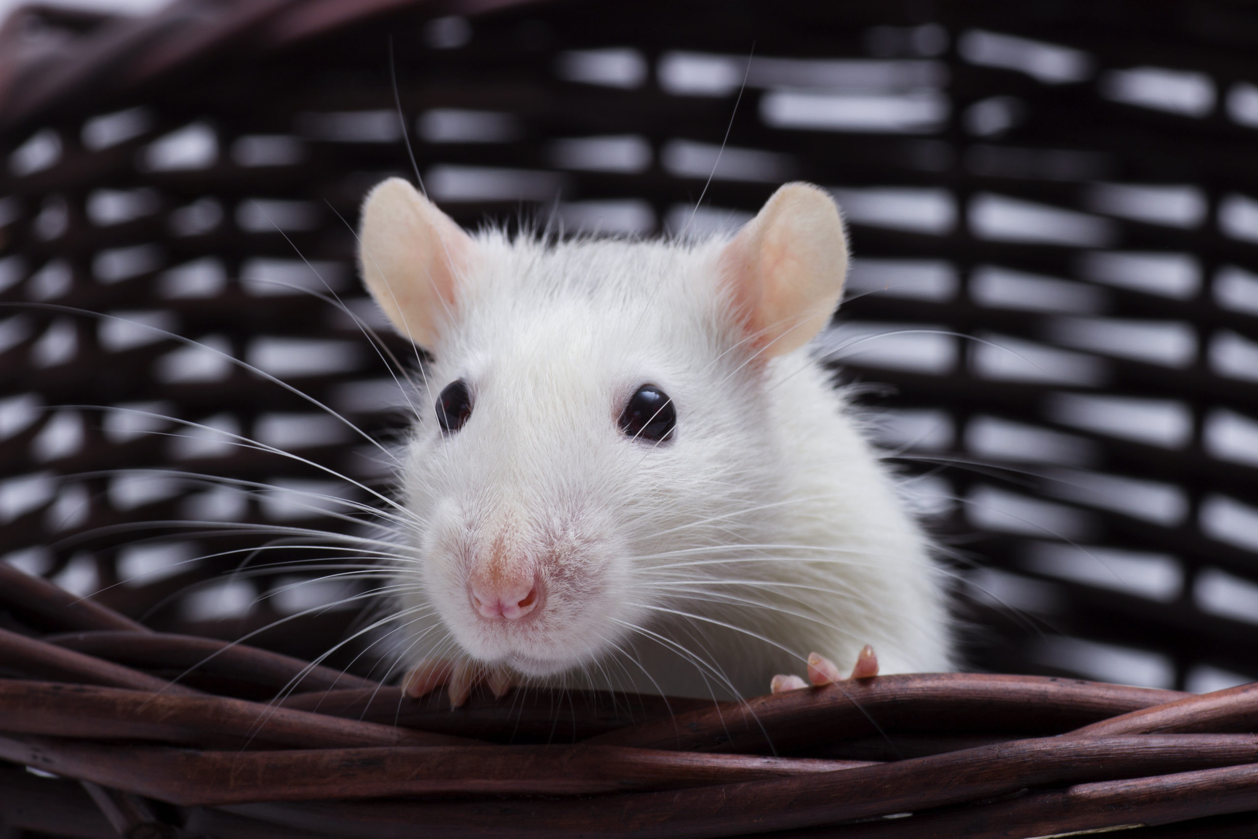 Rat in a basket