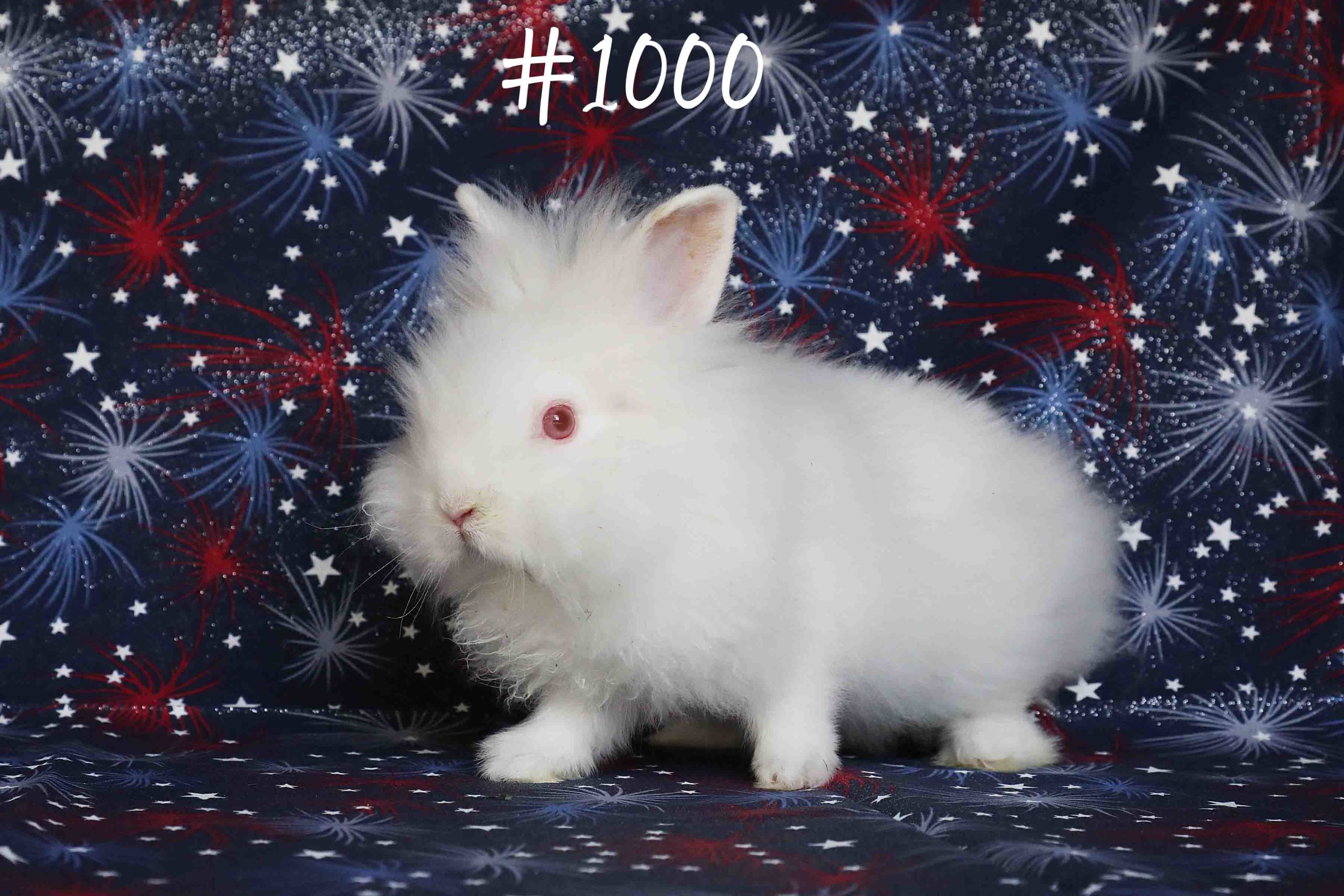 Chanan is Dad's 1000th rabbit adoption portrait. 