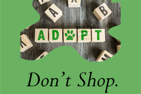 Adopt don't shop: What to expect