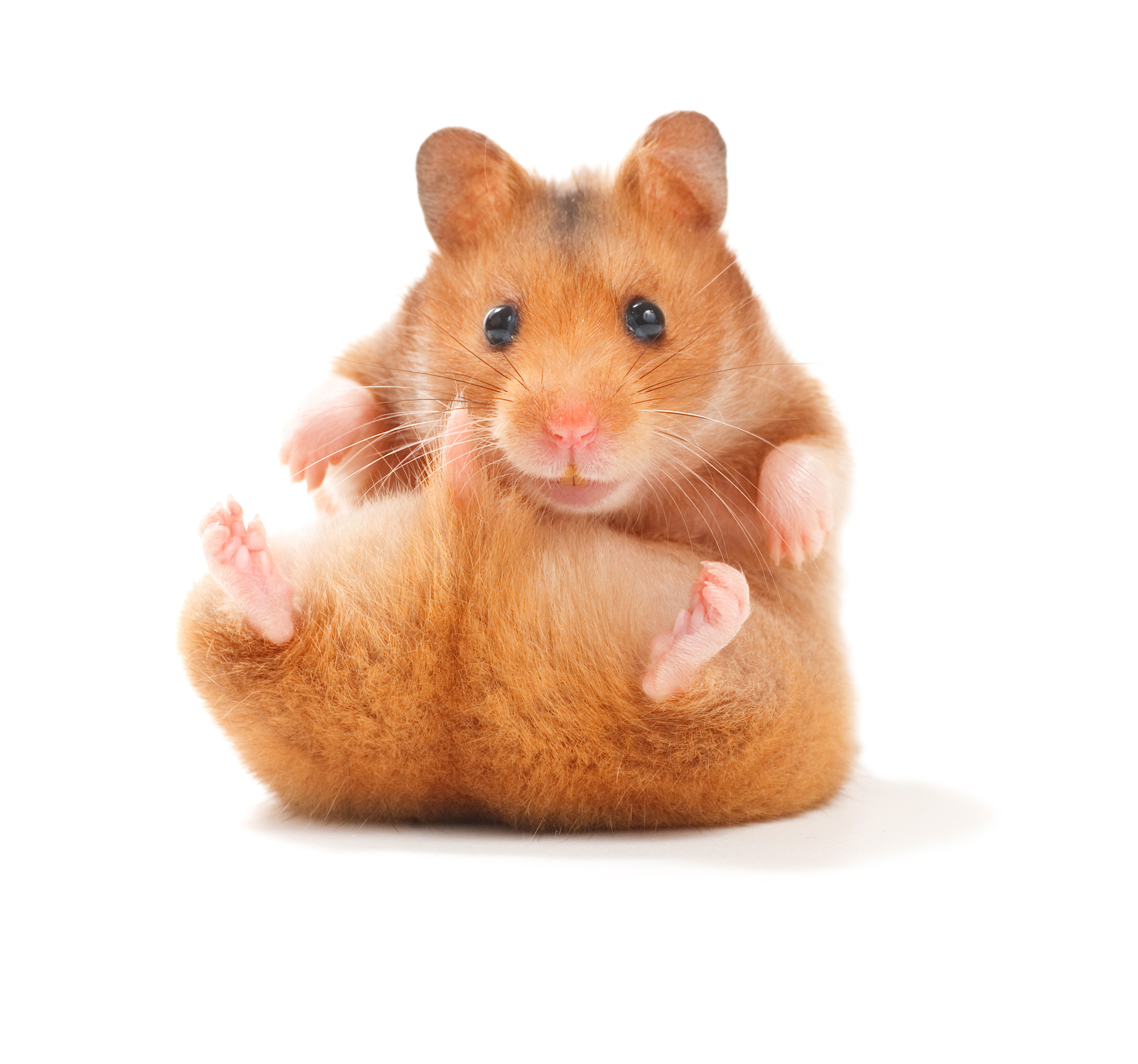 Hamster with visible tail