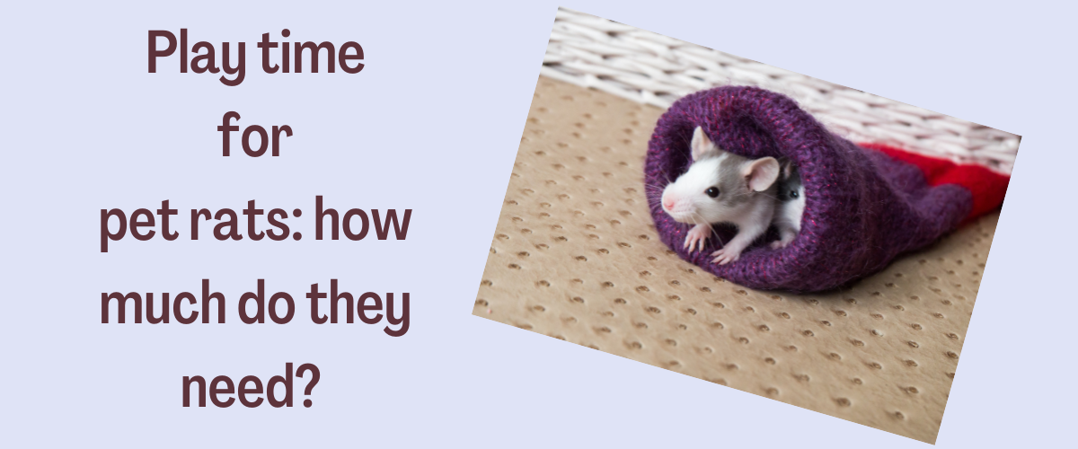 Play time for pet rats how much do they need? Small Pet Select