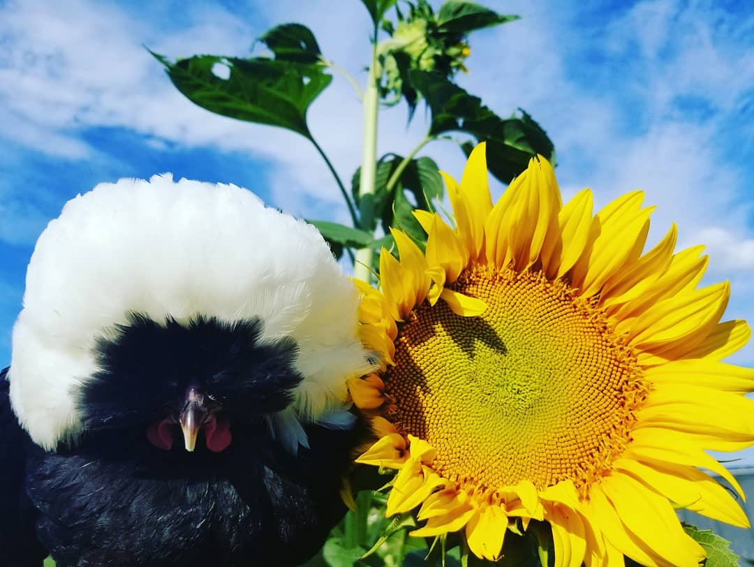 Crested chicken and sunflower
